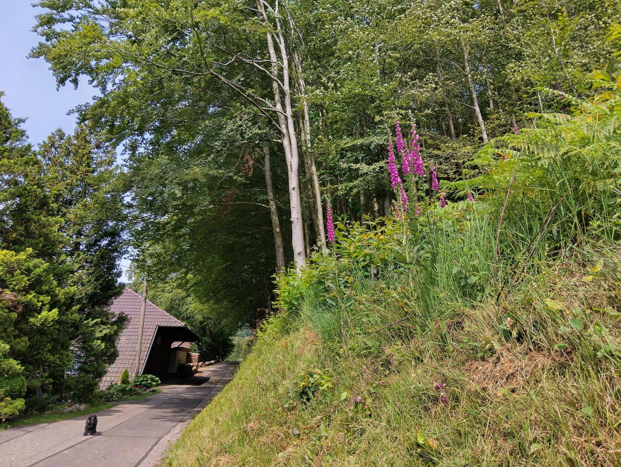 Apartamento Haus "Guck - Ins - Tal" Sasbachwalden Exterior foto